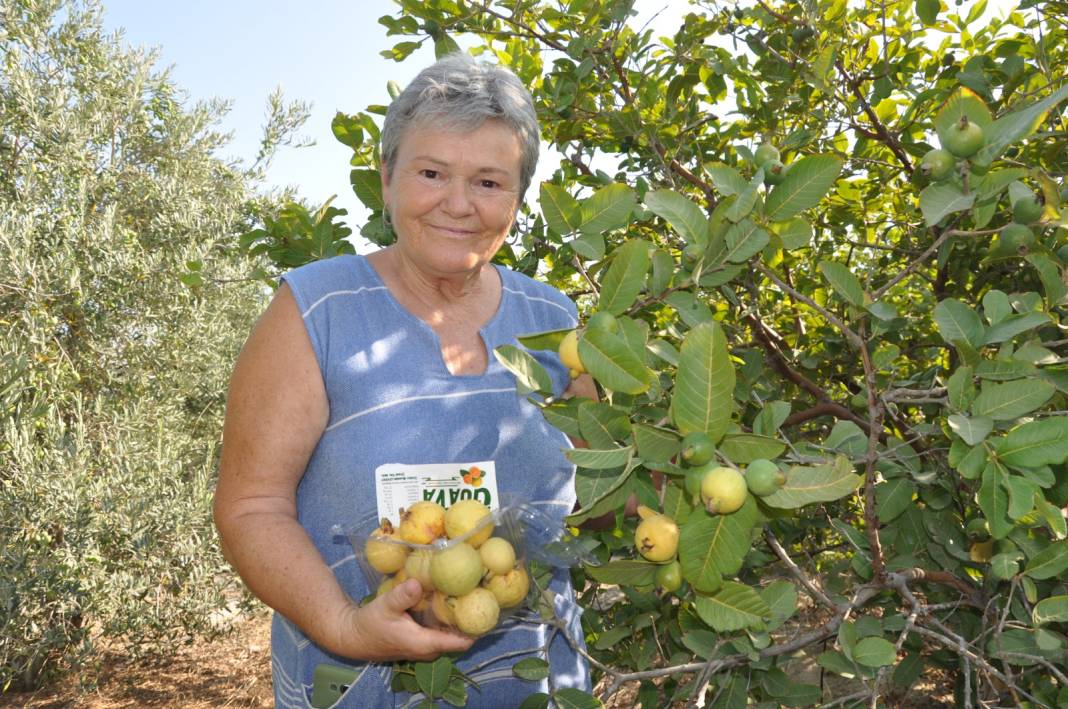 Kilosu 25 liradan satılıyor: Limona alternatif olarak ekti! Yılda 7 ton ürün topluyor 4